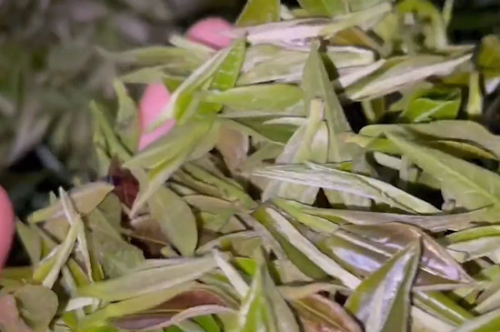 白茶中的白露茶是什麼