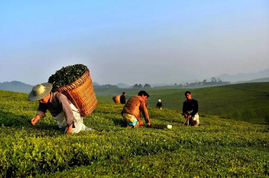 貴州茶葉產地在哪裡