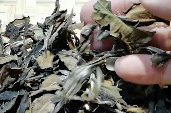 安吉白茶是十大名茶之一嗎