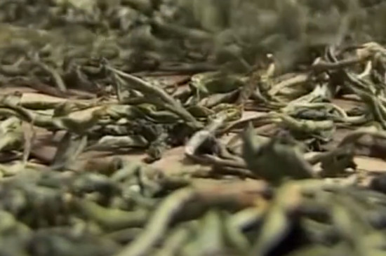 喝隔夜茶有什么好处和坏处