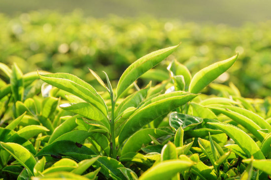 喝普洱茶和綠茶哪個好，都好