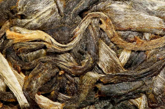 缅甸古树茶的特征与特点