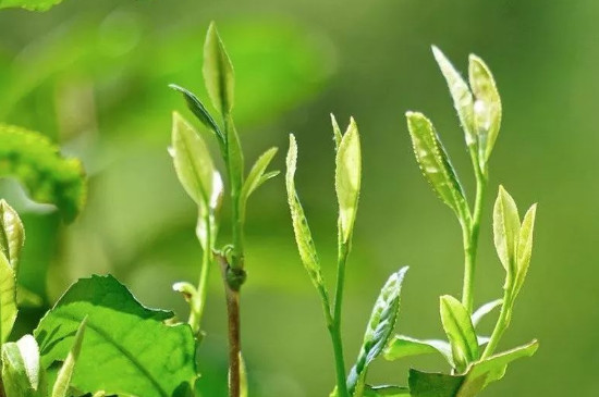 龍井茶什麼時候採摘的最好，清明前後7天左右