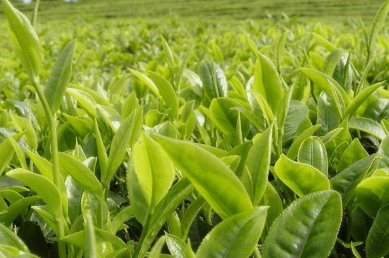 普洱茶生茶好還是熟茶好，各有特色（幫助人們減肥的作用）