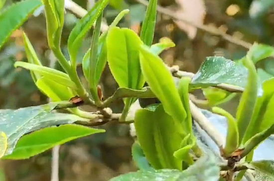 什么是大树茶什么是古树茶