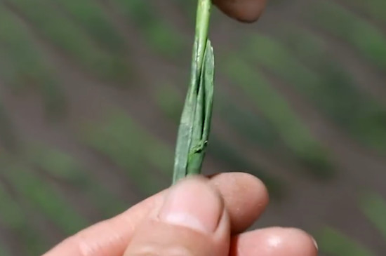 太平猴魁制作工艺流程