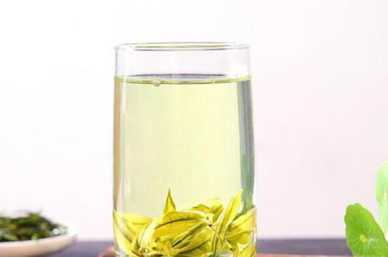 福鼎白茶和安吉白茶的區別