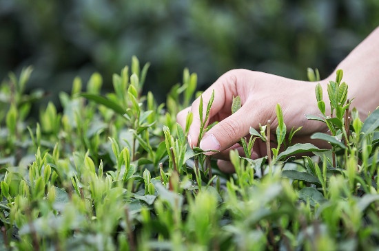 西湖龍井茶好壞的鑑別圖，觀察茶葉外形/看產地