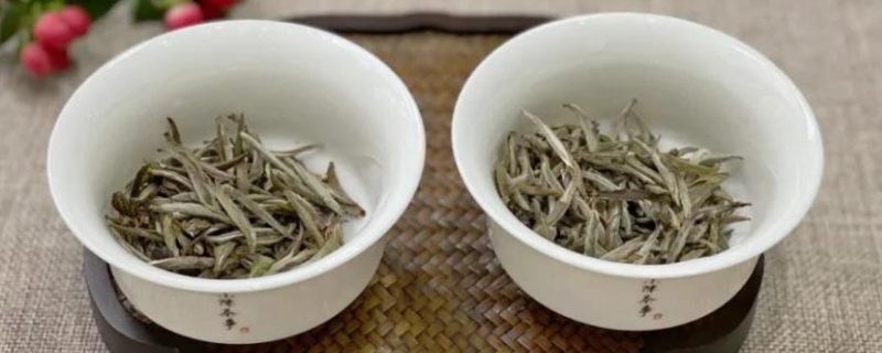 白毫銀針屬於什麼茶類