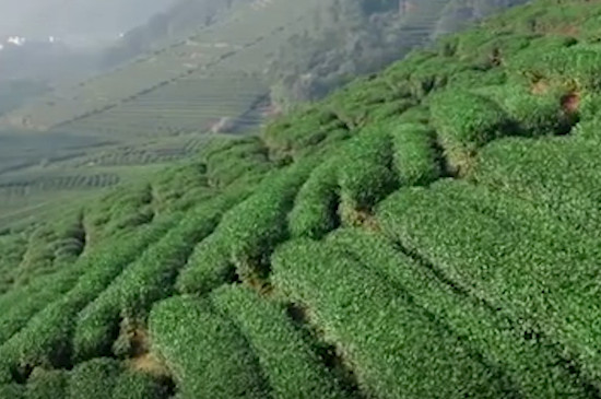 四大名茶之一的龍井茶產地