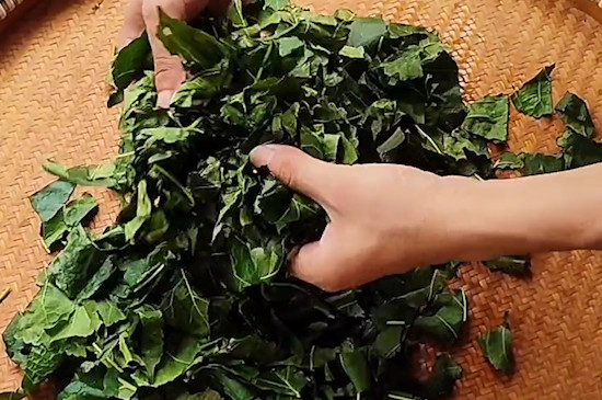 常喝桑叶茶有什么好处