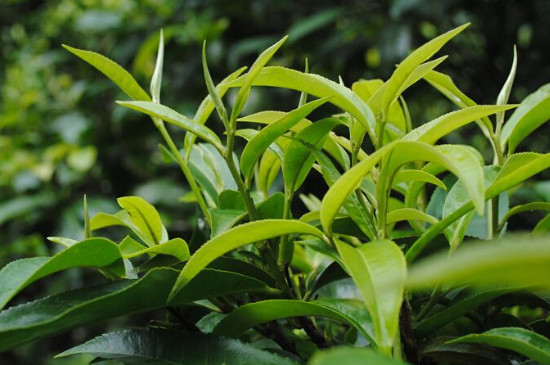 怎樣看葉底判斷是否是古樹茶