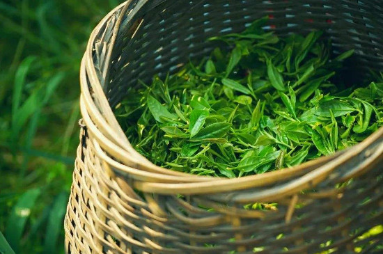 龍井茶泡開是什麼樣的