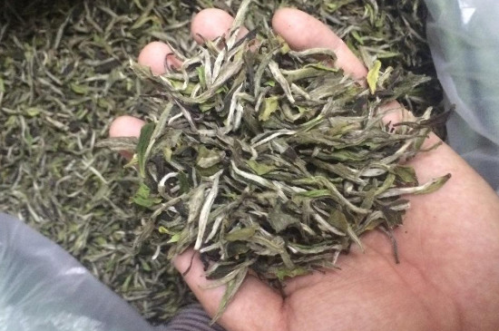 福鼎白茶屬於什麼茶