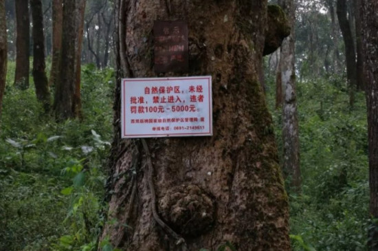 鳳凰窩古樹茶是哪裡