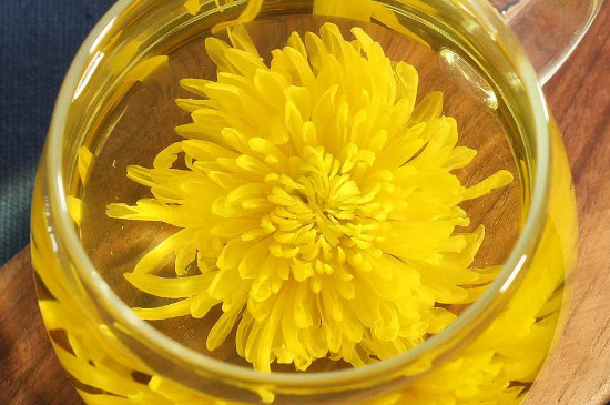 什么人不能喝菊花茶