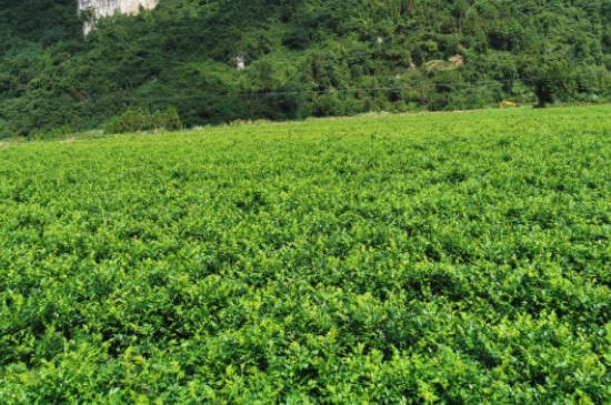黴茶產地