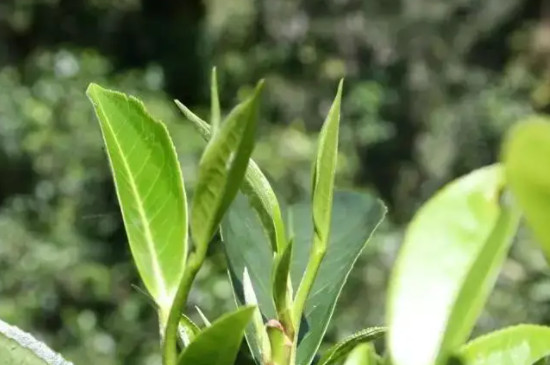 坝卡囡古树茶特点
