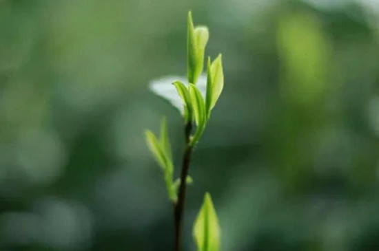 莫干黄芽属于什么茶 黄芽属于什么茶