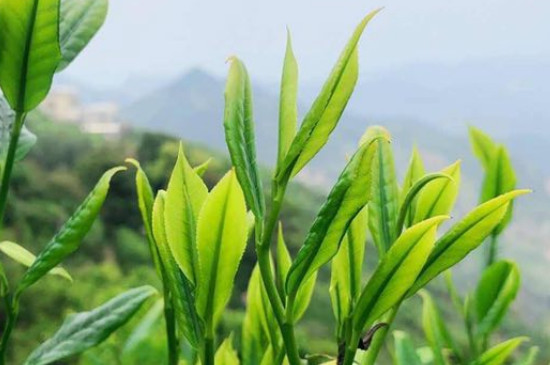 凤凰单枞茶头是什么，凤凰单枞的口感和特点