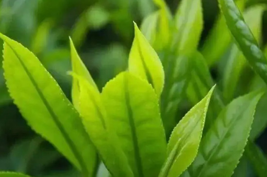 水仙茶怎么高产