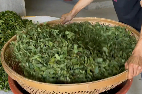 铁观音和普洱茶的区别