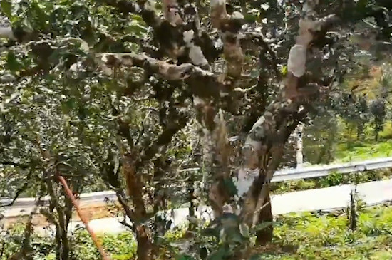 古树单株是什么茶