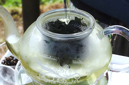 苦丁茶怎麼泡最好