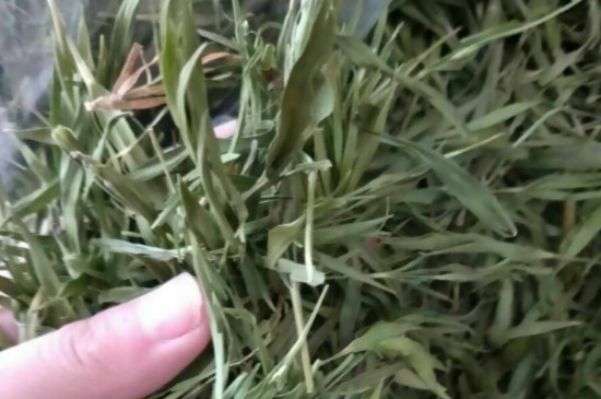 竹葉茶屬於什麼茶