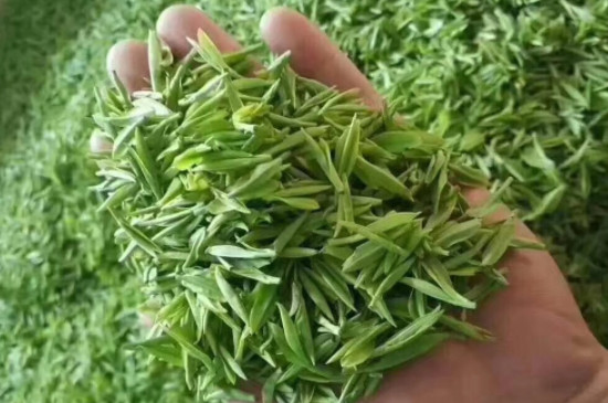 雲霧茶是發酵茶嗎