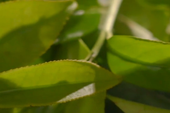 單樅屬於什麼型別的茶