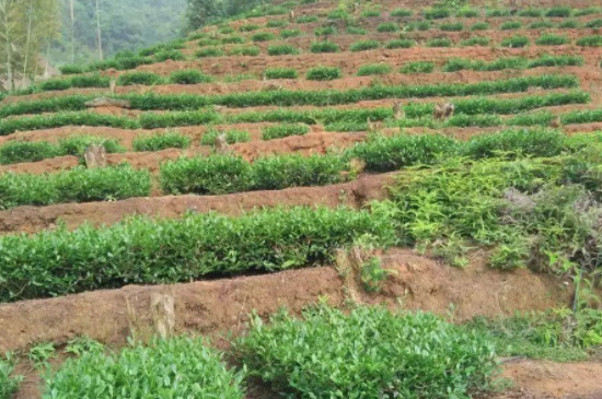 鐵觀音樹苗怎麼種植