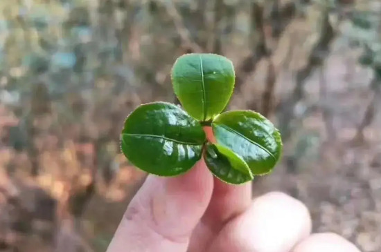 倚邦貓耳朵古樹茶的口感特點