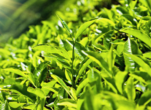 夏天茶葉怎麼儲存