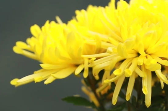 菊花茶适合什么季节什么时间喝