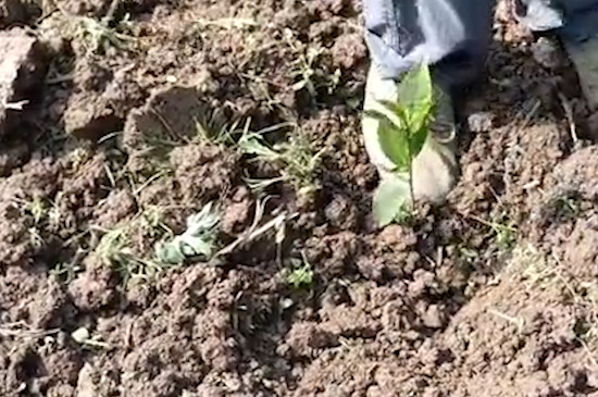 福鼎白茶种植方法