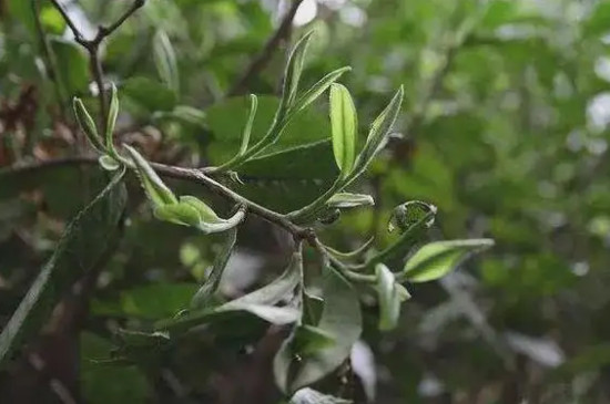 荒野白茶和普通白茶的对比