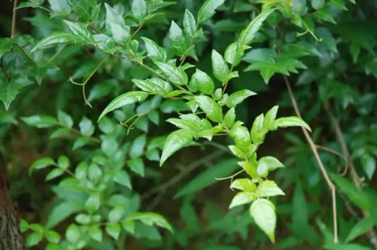 莓茶多少錢一斤