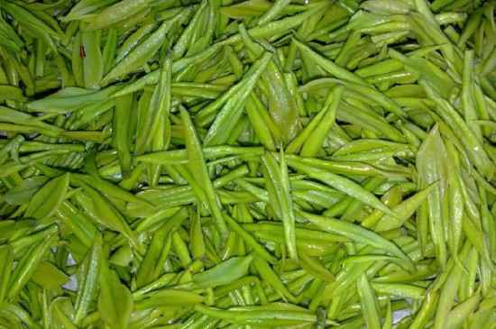 安吉白茶是哪里产的