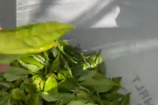 白茶的特点有哪些