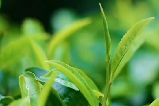 乔木茶是什么意思？