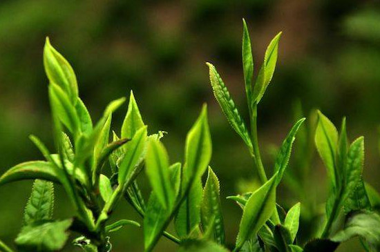 春茶好还是秋茶好，春茶和秋茶哪一个好