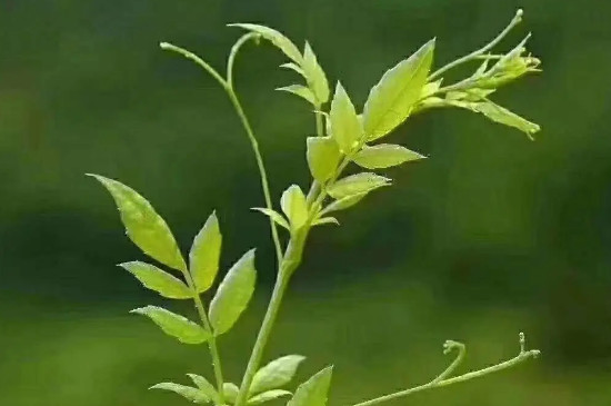 藤茶屬於什麼茶