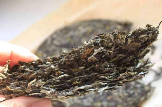 普洱茶長綠毛了還能喝嗎