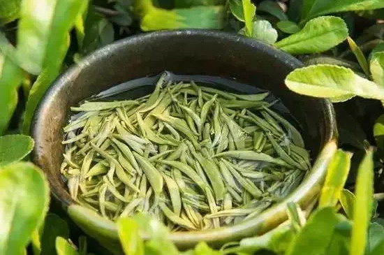 碧螺春可以冷泡嗎