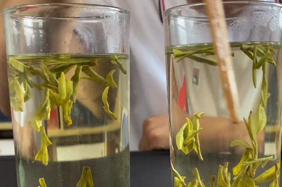龍井茶屬於什麼品種