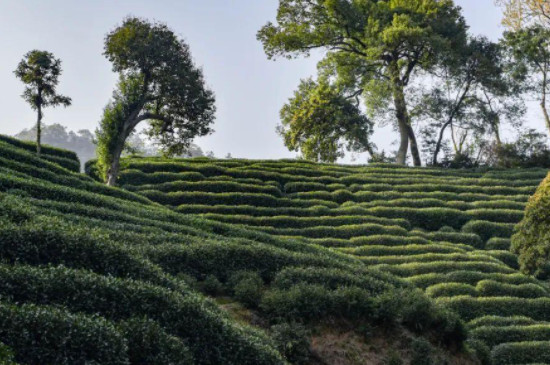 群体种茶树是什么意思