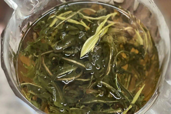 蒲公英茶可以天天喝吗