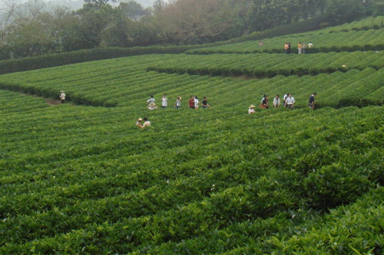 金花茶树怎么种