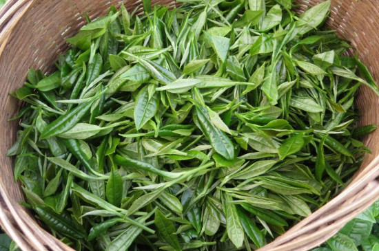 紫陽毛尖屬於什麼茶